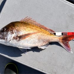 渡船屋たにぐち 釣果