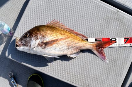 渡船屋たにぐち 釣果