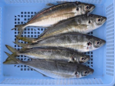 ヤザワ渡船 釣果