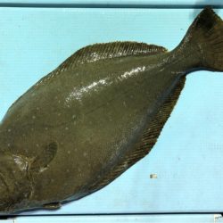 第二八坂丸 釣果