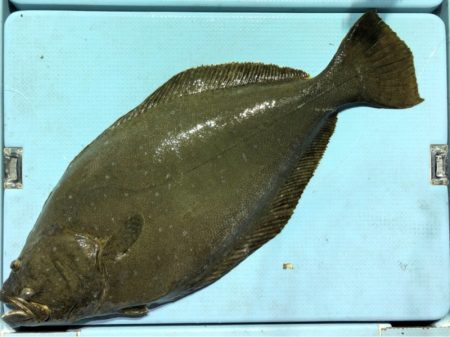 第二八坂丸 釣果