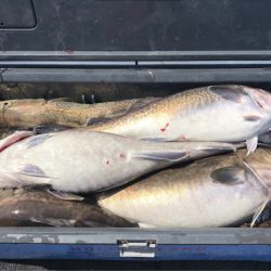 第二 つれたか丸 釣果