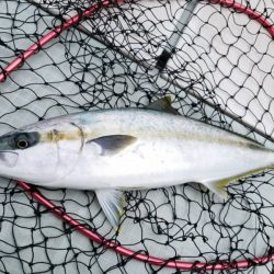 アマテラス 釣果