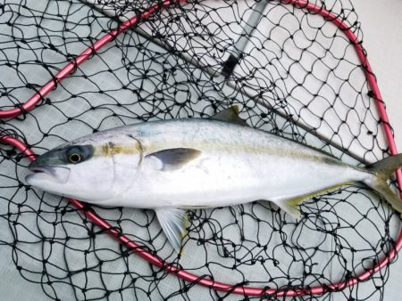 アマテラス 釣果