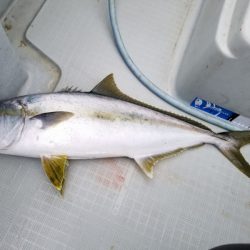 アマテラス 釣果