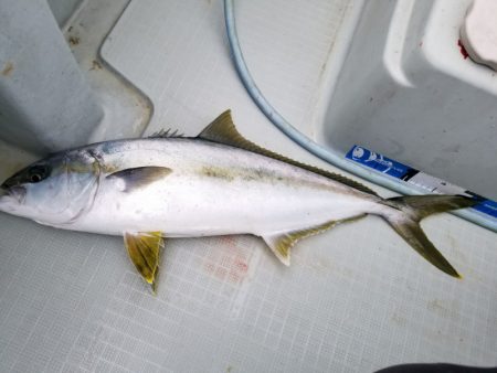 アマテラス 釣果