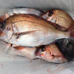 第二八坂丸 釣果