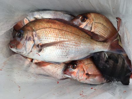 第二八坂丸 釣果