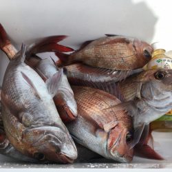 第二八坂丸 釣果