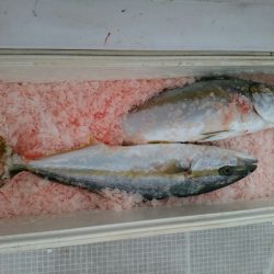 bay style 釣果