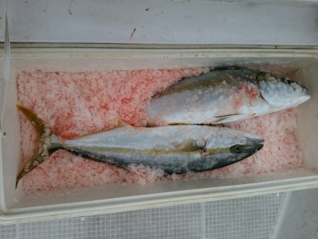 bay style 釣果