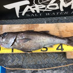 ＴＡＲＯＭＡＲＵ 釣果