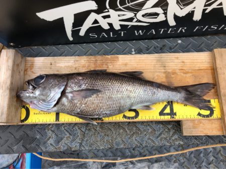 ＴＡＲＯＭＡＲＵ 釣果