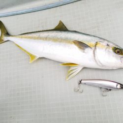 アマテラス 釣果