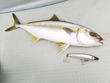 アマテラス 釣果