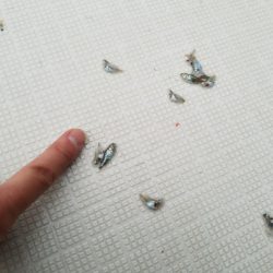 アマテラス 釣果