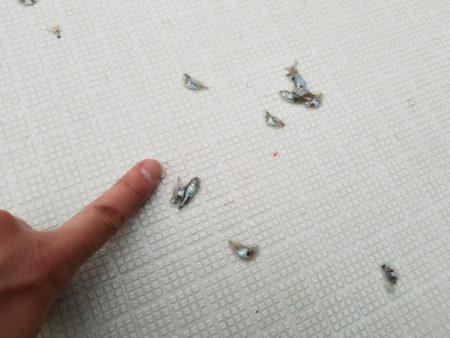 アマテラス 釣果