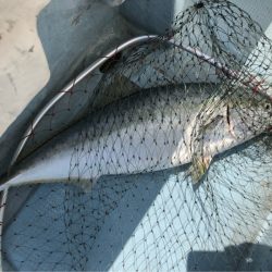 あみや渡船 JIGBOY 釣果