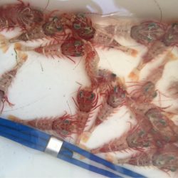 末広丸(熊本) 釣果