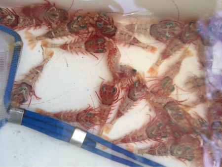 末広丸(熊本) 釣果