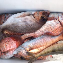 第二八坂丸 釣果