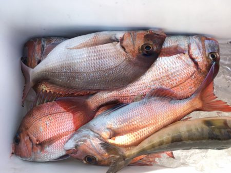 第二八坂丸 釣果