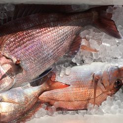 第二八坂丸 釣果