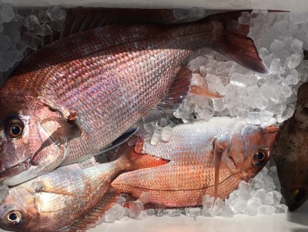 第二八坂丸 釣果