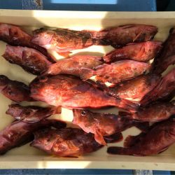 ヤザワ渡船 釣果