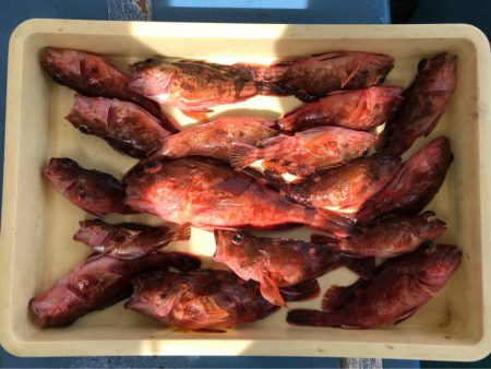 ヤザワ渡船 釣果