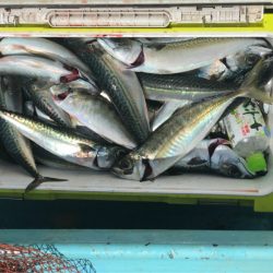 丸万釣船 釣果