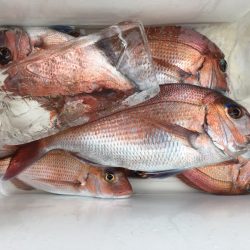 第二八坂丸 釣果