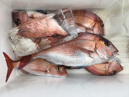 第二八坂丸 釣果