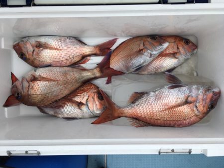 第二八坂丸 釣果