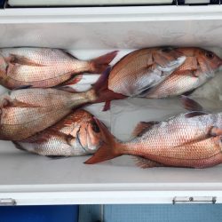 第二八坂丸 釣果