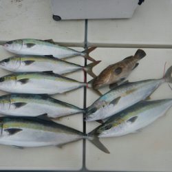 きずなまりん 釣果