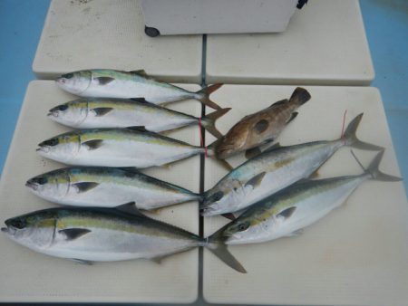 きずなまりん 釣果