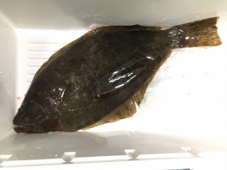 第二八坂丸 釣果