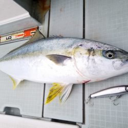 アマテラス 釣果