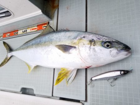 アマテラス 釣果