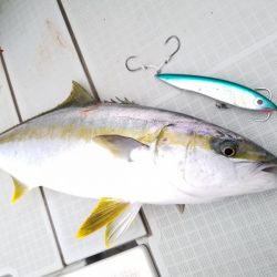 アマテラス 釣果