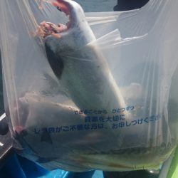 丸万釣船 釣果