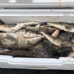 第二 つれたか丸 釣果