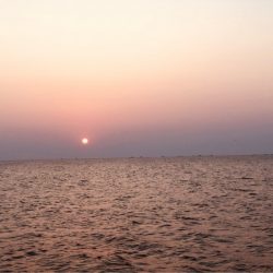 第二 つれたか丸 釣果