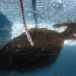 第二八坂丸 釣果