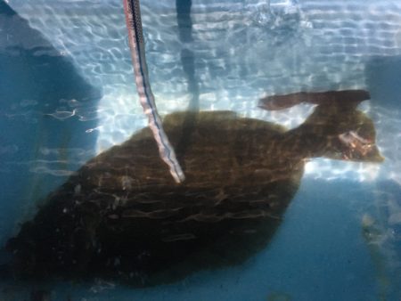 第二八坂丸 釣果