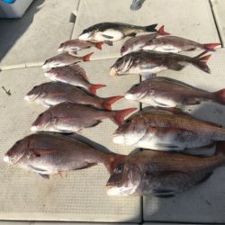 遊漁船メテオ 釣果