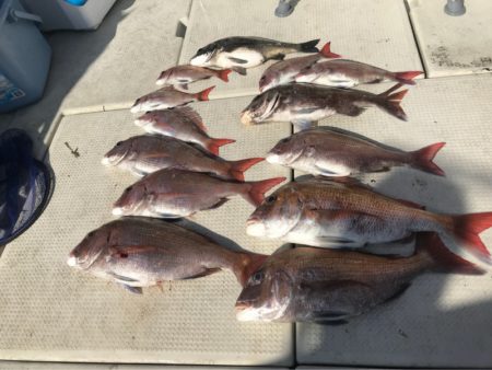 遊漁船メテオ 釣果