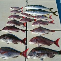 きずなまりん 釣果