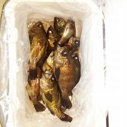 マリンガイド福丸 釣果